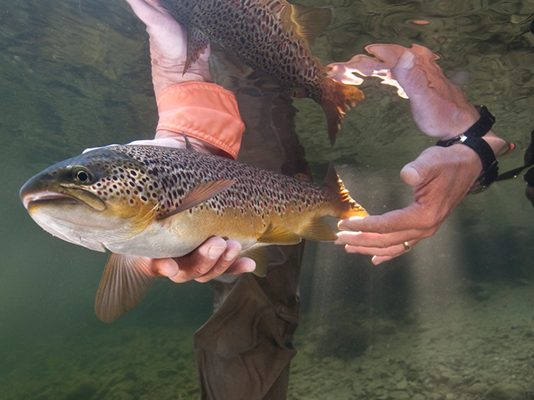 ปล่อยปลา