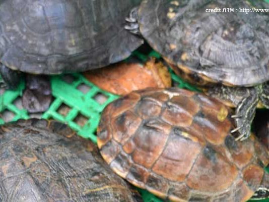 ปล่อยเต่าทำบุญ2