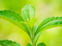 หญ้าหวาน คืออะไร สรุปว่าดีจริงหรือไม่? หญ้าหวาน cover