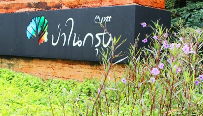 ป่าในกรุง cover